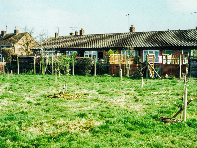 1 New orchard