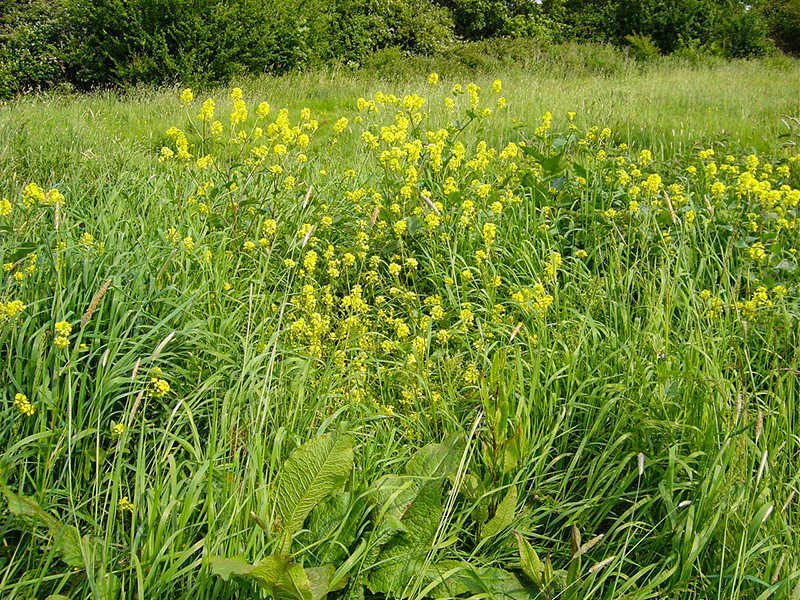 1 Wild flowers in the meadow May 2004