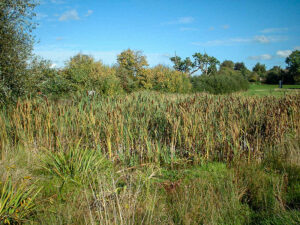 10 Swale