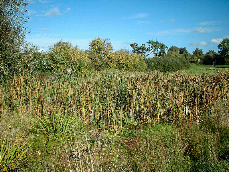 10 Swale