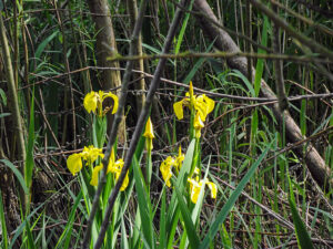 17 Flowers growing in the swale 2015