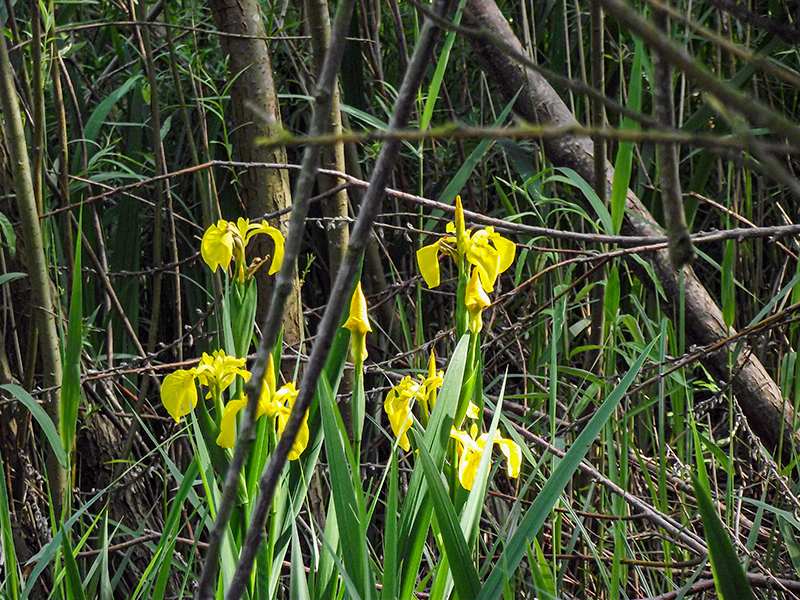 17 Flowers growing in the swale 2015