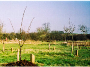 2 New orchard Feb