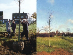 2 Planting the Millennium Oak