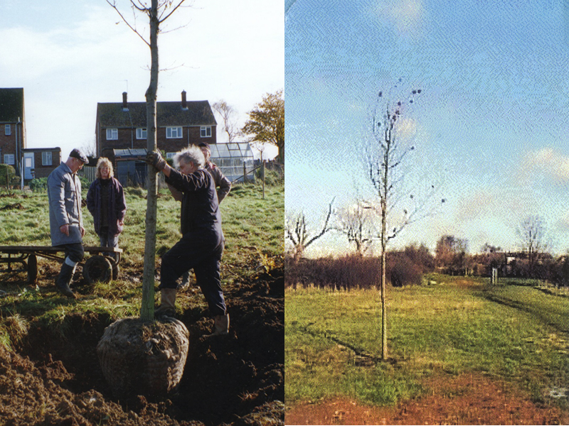 2 Planting the Millennium Oak