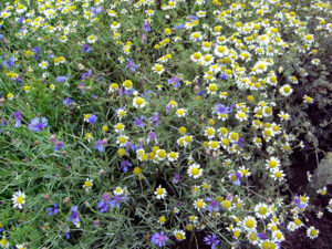 2 Wild Flowers August 2006