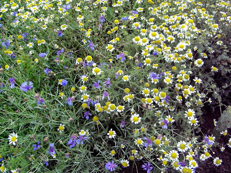 2 Wild Flowers August 2006