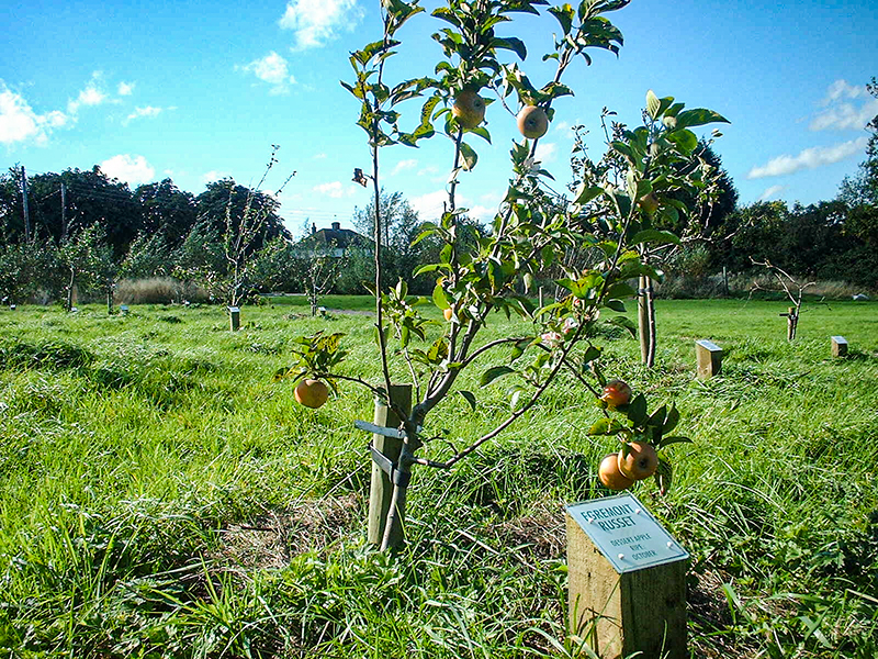 3 Beginning to bear fruit