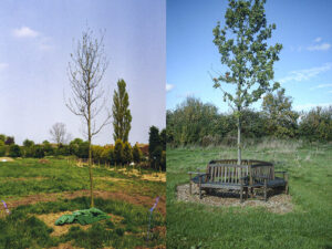 3 The Millennium Oak becoming established