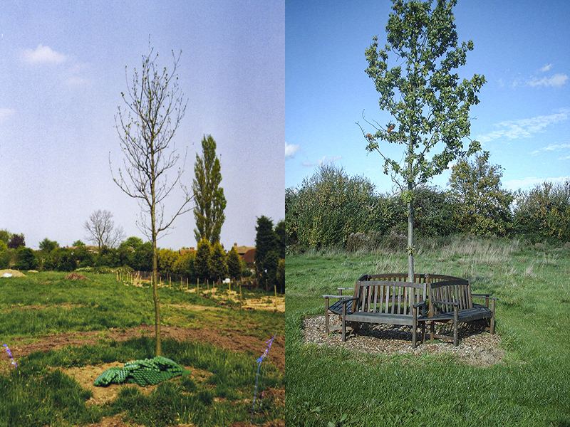 3 The Millennium Oak becoming established