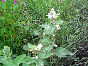 3 Wild Flowers August-2006