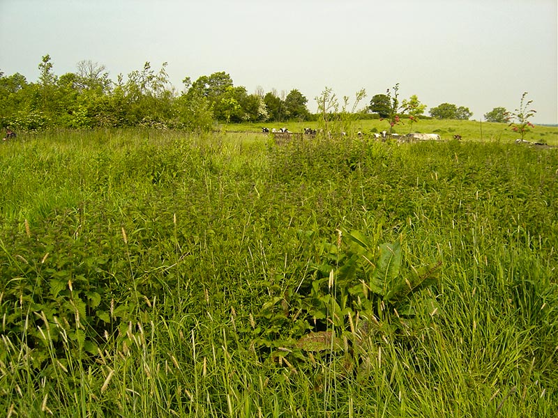 General view across annex 2004
