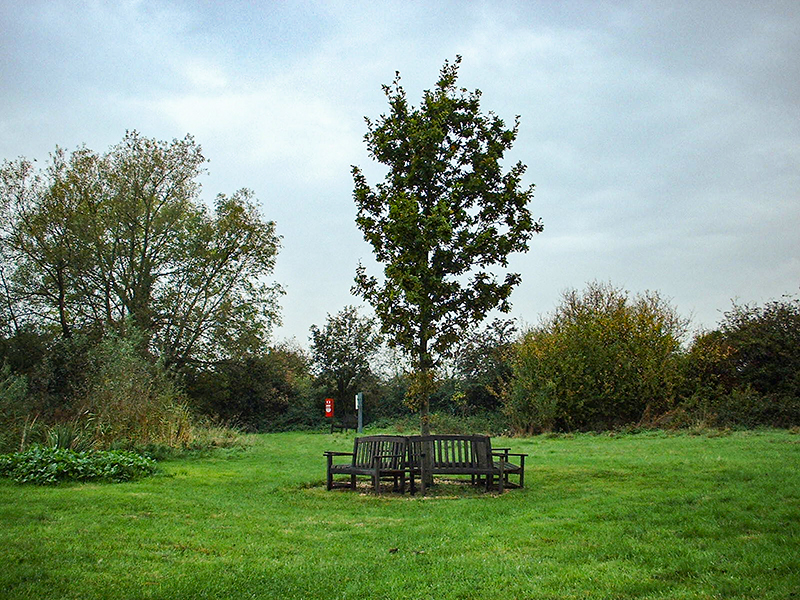 4 A young Millennium Oak