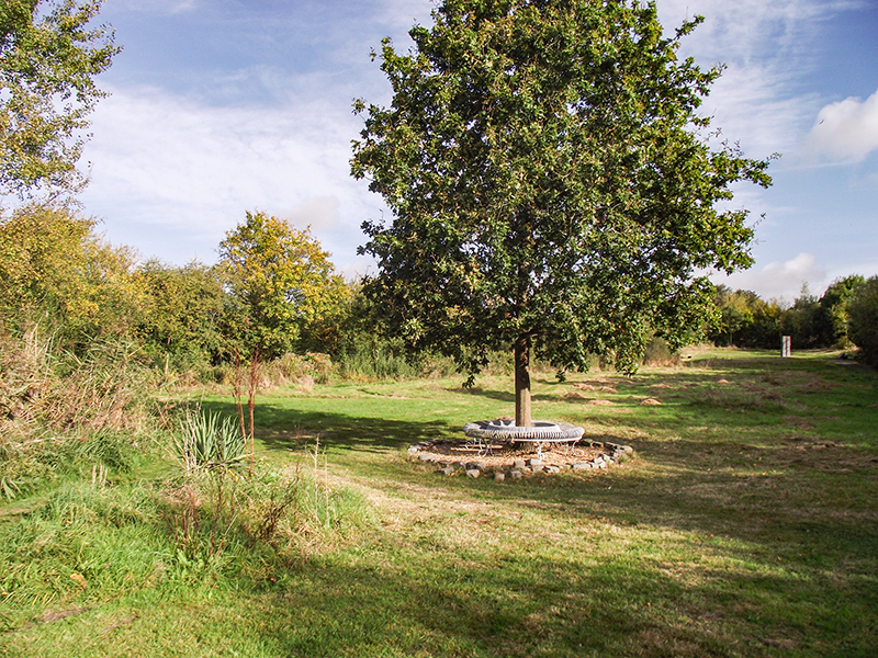 6 The Millennium Oak 2015