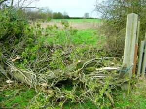 Maple tree, wind damage 2007