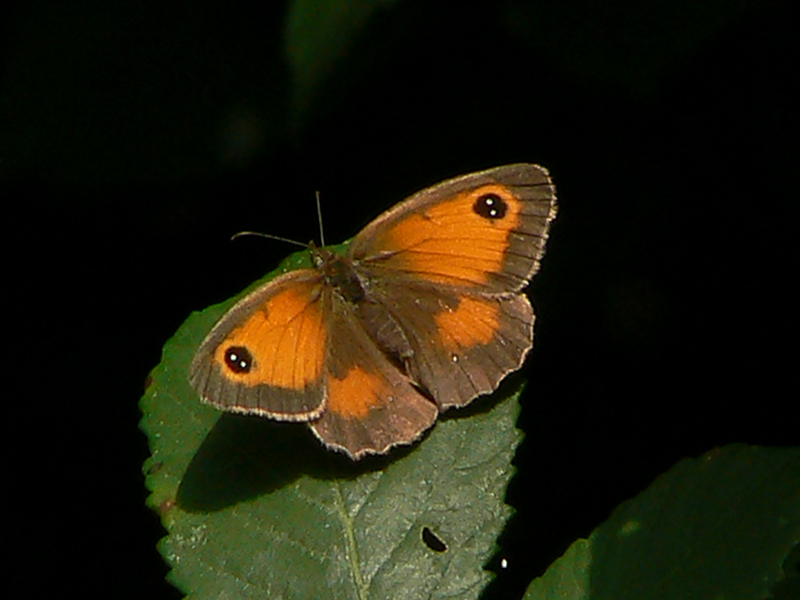 Butterfly August 2006