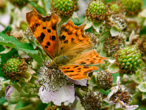 Butterfly August 2006a