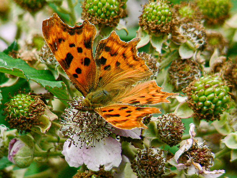 Butterfly August 2006a
