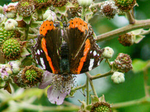 Butterfly August 2006b