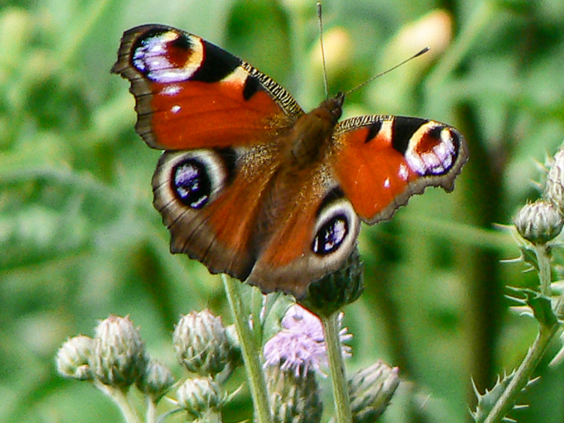 Butterfly August 2006c
