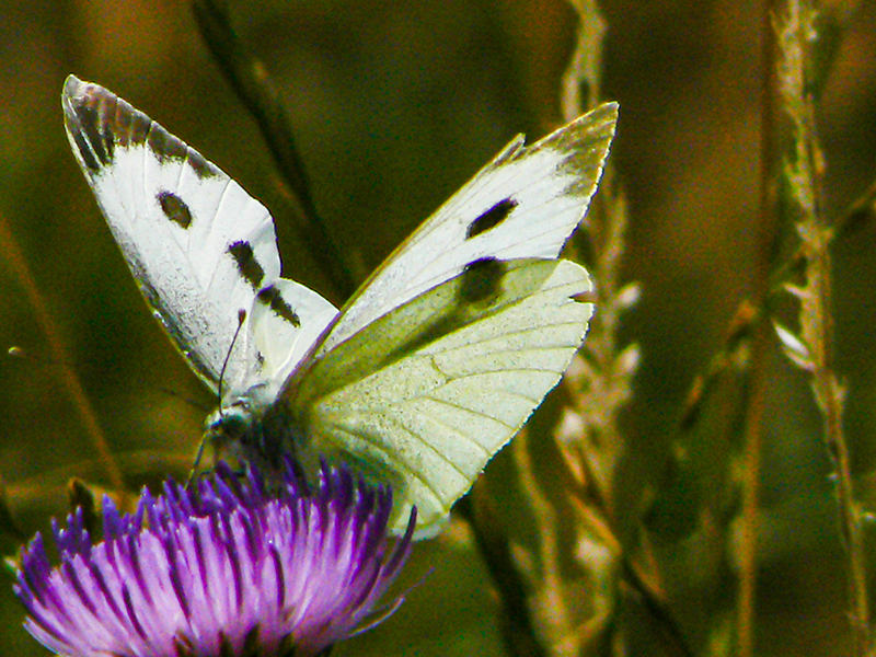 Butterfly August 2006d