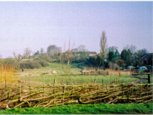 Laid hedge at entrance 2001
