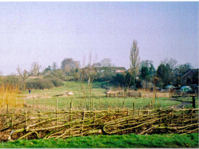 Laid hedge at entrance 2001