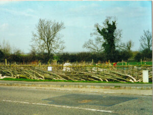 Laid hedge from the road 2001