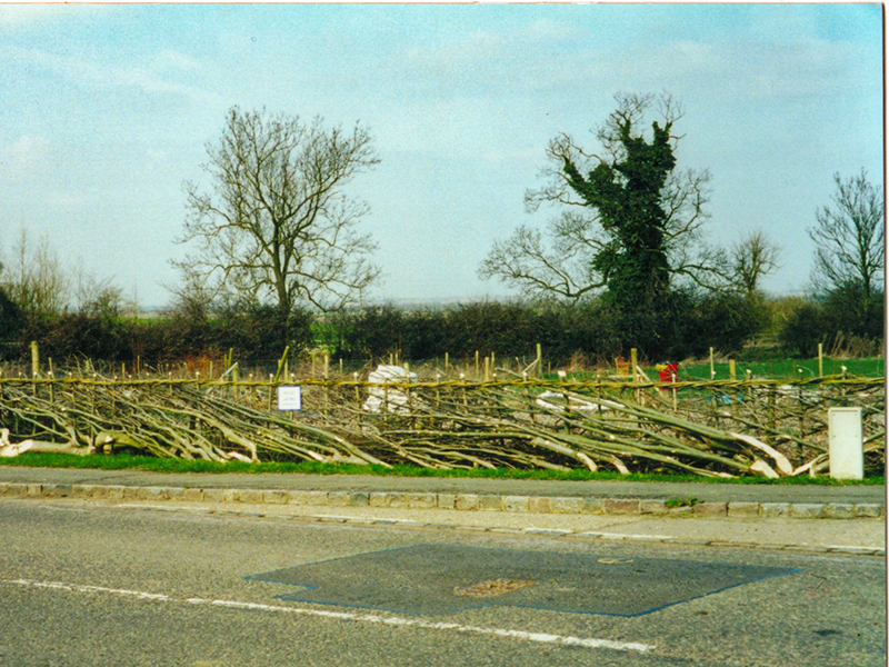 Laid hedge from the road 2001