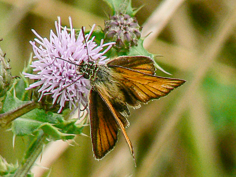 Moth August 2006