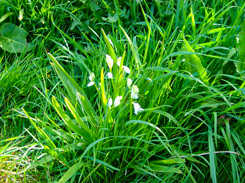 Snowdrops April 2007