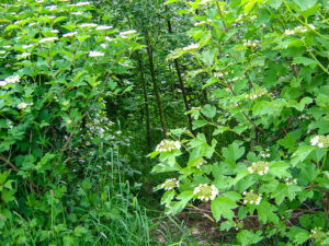 Woodland May 2004