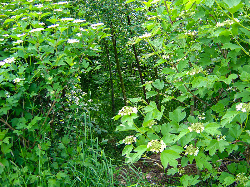 Woodland May 2004